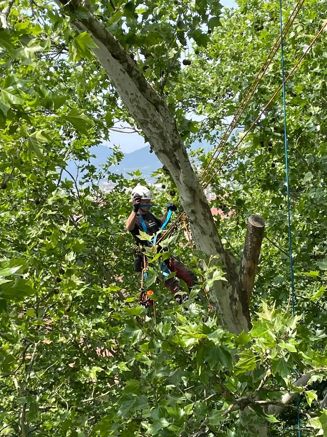 Baumpfleger der Kraxler gesichert in einem belaubten Baum