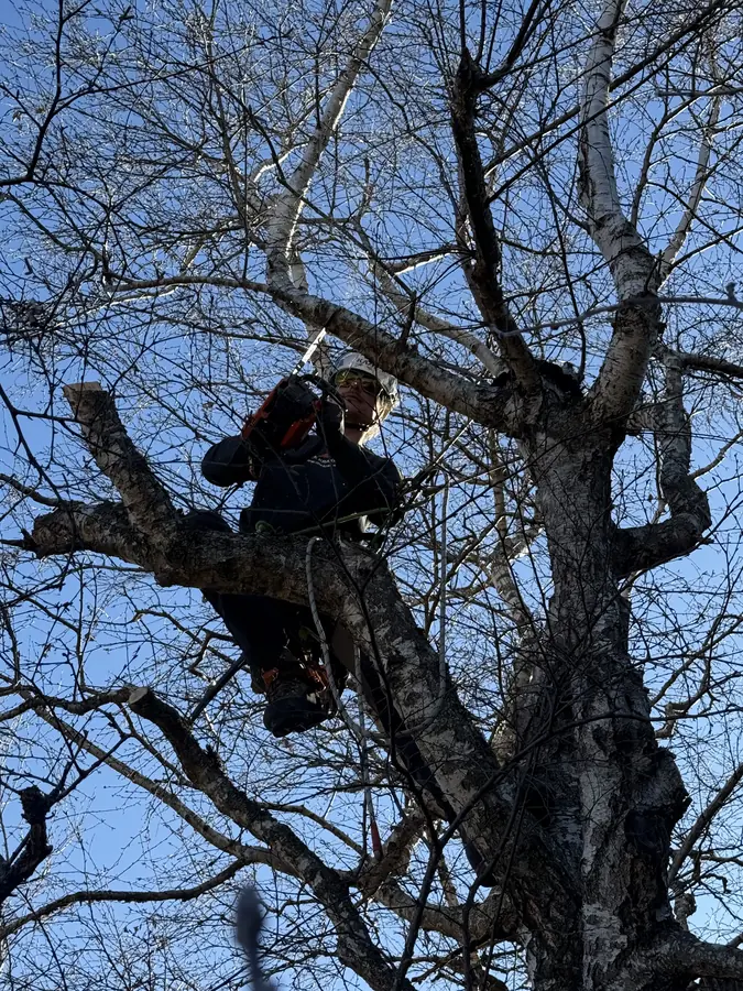 Baumpfleger der Kraxler in einem Baum im Einsatz