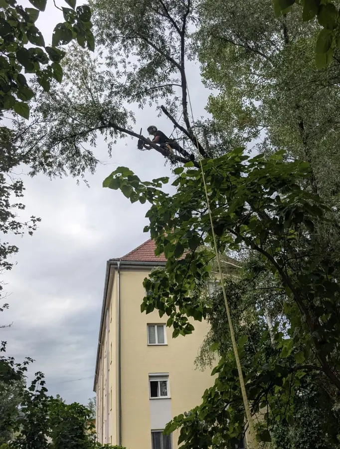 Baumkletterer in einem Baum neben einem Gebäude