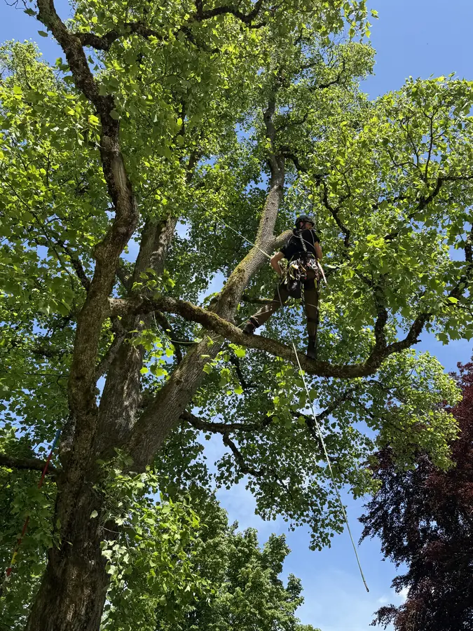 Baumkletterer gesichert in einem kahlen Baum