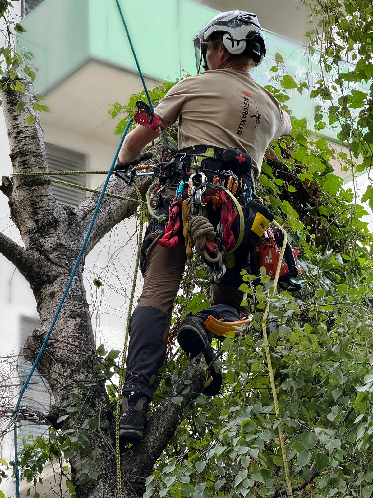 Baumpfleger der Kraxler mit Logo auf dem Shirt beim gesicherten Aufstieg in einen Baum
